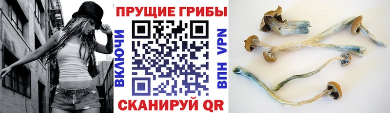 Купить закладки  Усть-Илимск  Галлюциногенные грибы Magic Shrooms 